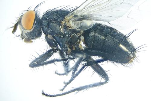 Sarcophaga sp.